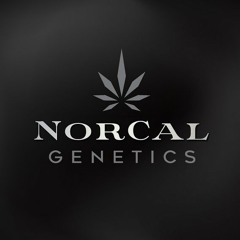 Episode 44 ft Norcal ICMag of Norcal Genetics