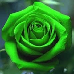 Rose Verte