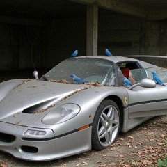 birds in an f50