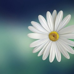 techno en su flor