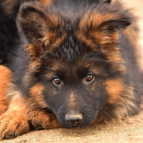 Chaal - Kar Baithi Main Pyar