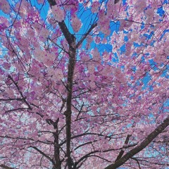 FaLaLand { prod by. osaki }