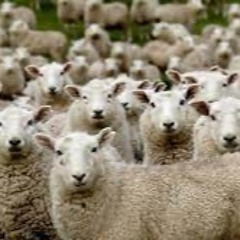 Hidden Herds
