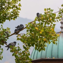 وَأَنجَيْنَا مُوسَىٰ | سورة الشعراء ١٤٤٤هـ | القارئ يونس اسويلص