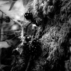 CODECAST X -  Vidění - Depth of Field