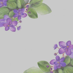 violet-Miloku
