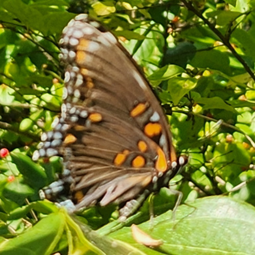 How Can You Walk Away? (prod. Doughboy)