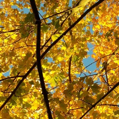 Through the Leaves