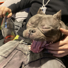 PH4RMSHYT (Angst x PackServer)