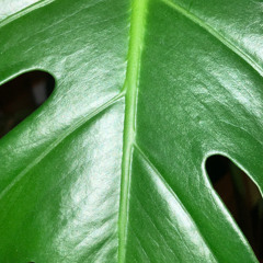 Plant Music - Monstera