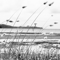 Breeze