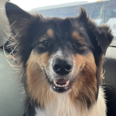 Chien !