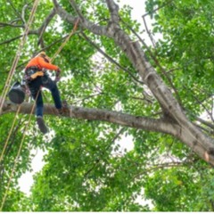 tree service in suwanee