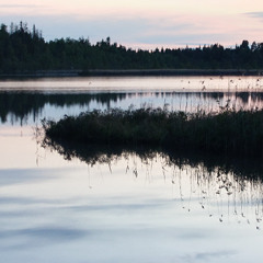 The most beautiful song of all - Curlew over the mire