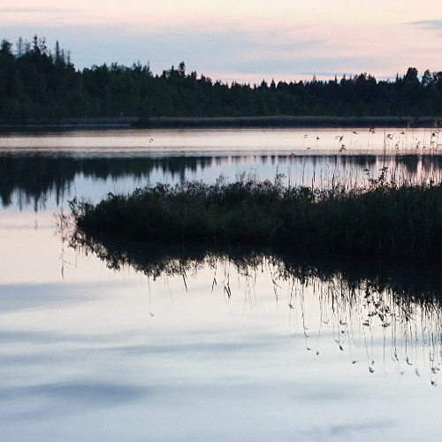 The most beautiful song of all - Curlew over the mire