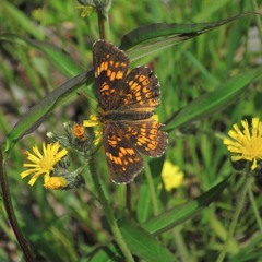 Pandemic Polka (note: not a polka)