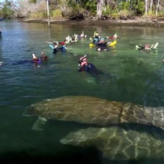 Review Special Price Crystal River Tour With Manatee Swim And Everglades Airboat Ride