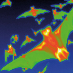 not right now slowed