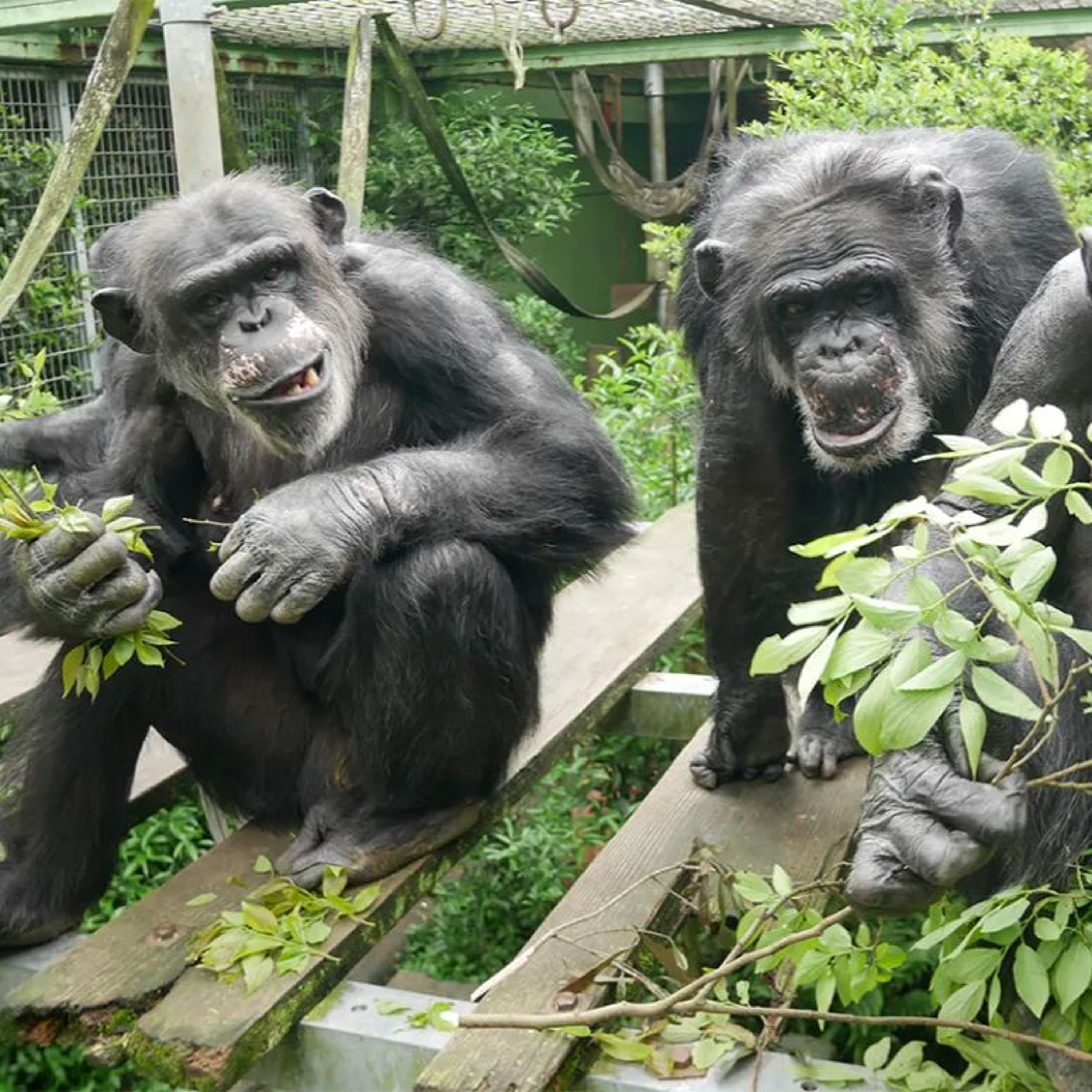 Chimps, Musk & Trump