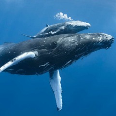 I FinWhaley Found You - Assignment 7