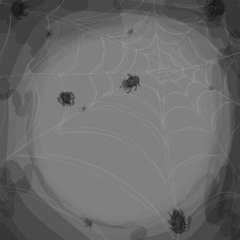 spiders