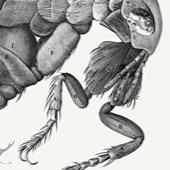 @[ Crawly Creatures, Depiction and Appreciation of Insects and Other Critters in Art and Scienc