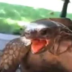 Gemido de tortuga