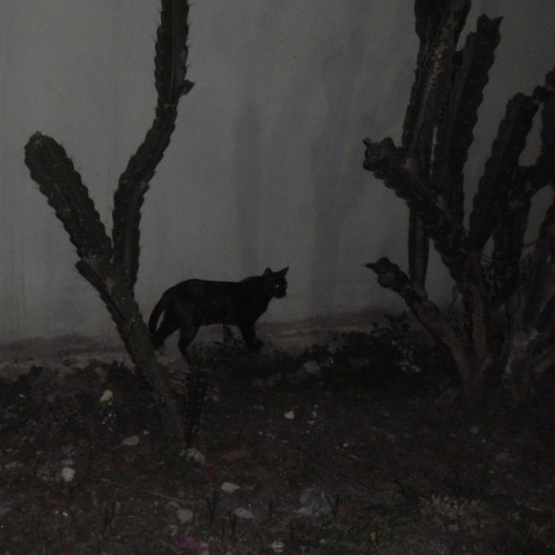(demo) 3