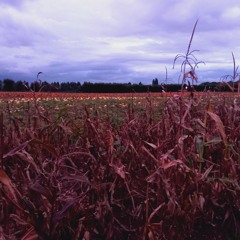 Ochre Sounds