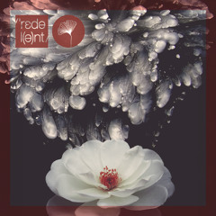Oasis (Safar (Fr) Remix)