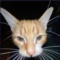 kitty music