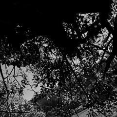 behind these trees (prod. tiedforsilver x flesh)