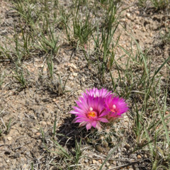 The Flowering Cactus