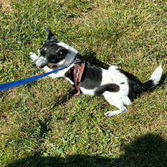 Walking The Dog