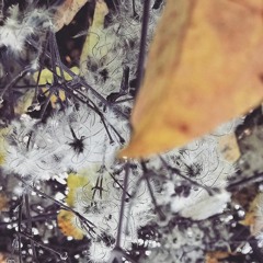 Snowflakes