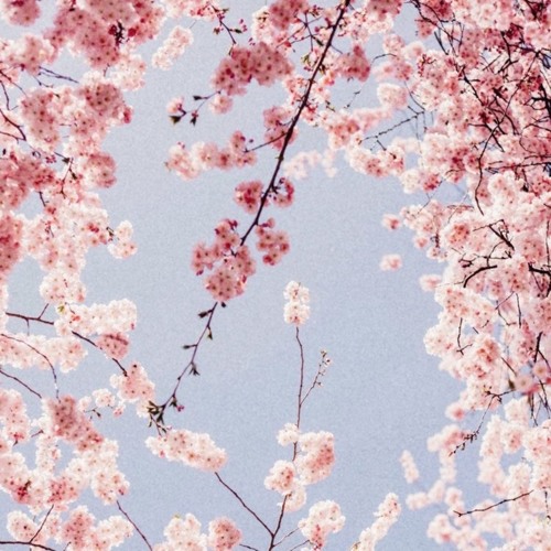 blossom