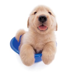 yearning for your love @shiminzah @void @yumi