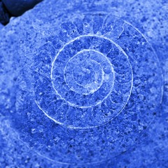 Ammonite -Rough Mix B