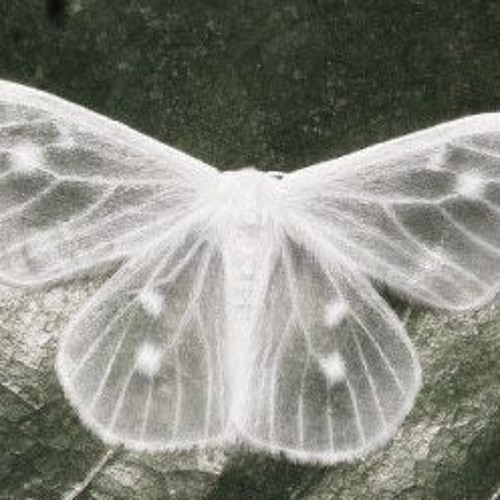 nature sigil (dskeep)