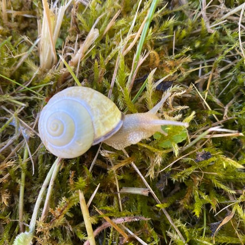 Dancing Snails