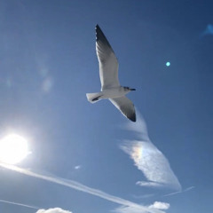 Soaring Through The Clouds