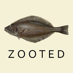 Fazari - Zooted (Original Mix)