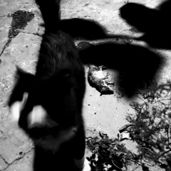 ᵤₙₗₑₐₛₕ ᵤₛ ♥ (っ◔◡◔)っ✩✶