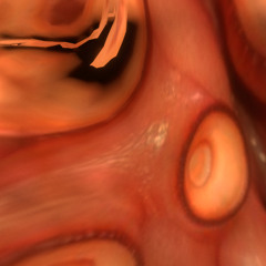 PLASTIQ SQUID ((free dl))