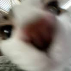 the sailor song!! | toybox