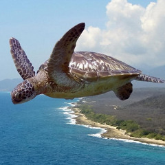 sea turtles