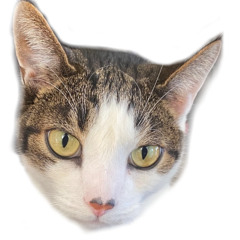 catscatscats quick demo mix Industrial/hardcore/uptempo/dnb/riddim
