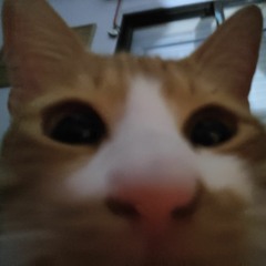 My cat eating your ears -->asmr.mp3
