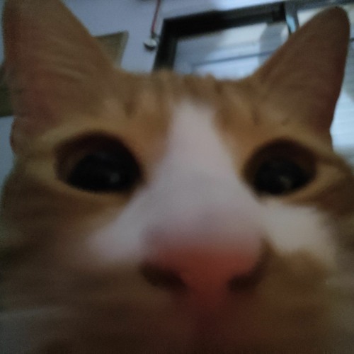 Stream My cat eating your ears -->asmr.mp3 by kayyum | Listen online for  free on SoundCloud
