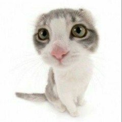 Кот без хвоста-nyan.mp3